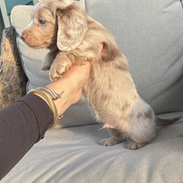 Dachshund Puppies from Boujee Dachshunds