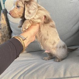 Dachshund Puppies from Boujee Dachshunds