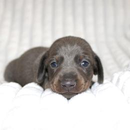 Theo - Blue and tan male Dachshund puppy in Fairfax, Iowa from Grayson’s Lovable Dachshunds
