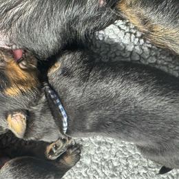 Boy 2 - Black and rust male Beauceron puppy in Henderson, Nevada from Joie de Vie Beaucerons