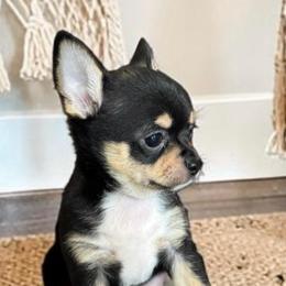 Hoss - Black and tan male Chihuahua puppy in Harlan, Iowa from Home Grown Chihuahuas From Iowa