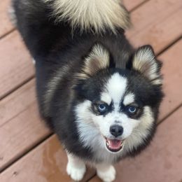 Dora - Pomsky