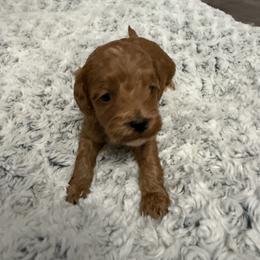 Male 4 - Red male Cockapoo puppy in Dahlonega, Georgia from Loveable Cockapoos