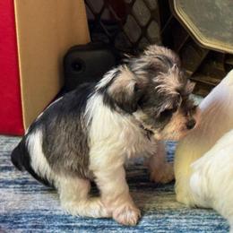 Bella - Parti female Miniature Schnauzer puppy in Ferndale, Washington from Blackhorse Schnauzers Washington state