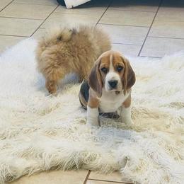 Beagle Puppies from DNA Beagles
