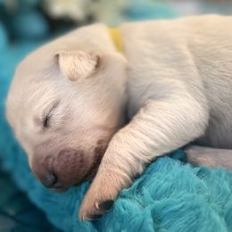 Golden Retriever Puppies from English Cream Goldens in Georgia