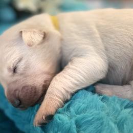 Golden Retriever Puppies from English Cream Goldens in Georgia