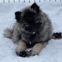 Keeshond Puppies from Hocking Hills Keeshonds