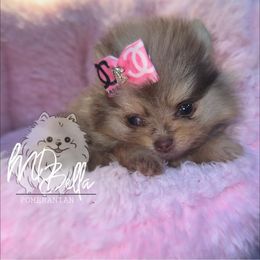 Pomeranian Puppies from MD Bella Pomeranian