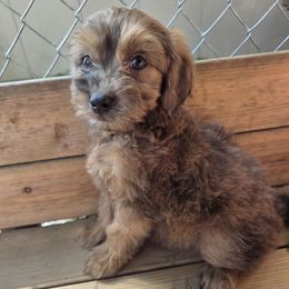 Jack Jack - Red merle male Aussiedoodle puppy in Cumberland, Rhode Island from W Doodle Crew