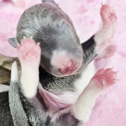 Purpose - Blue male Italian Greyhound puppy in Cadwell, Georgia from All The DoDa Day Italian Greyhounds