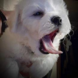 Silver-gray male - White male Bichon Frise puppy in Apple River, Illinois from Barb's Bichons Bichonfrise.ws