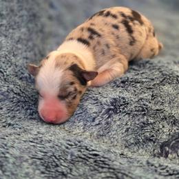 3R Ashley - White and blue merle female Border Collie puppy in Red Bluff, California from 3R Ranch / Australian cattle dogs