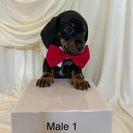 Male 1 - Black and tan male Dachshund puppy in Montgomery County, Texas from Gotham City Dachshunds