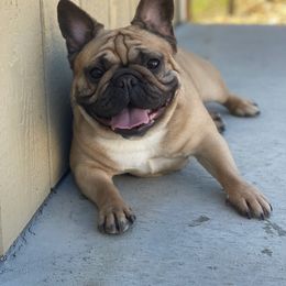 Sasha - French Bulldog