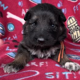 Orange collar - Black and tan female German Shepherd puppy in Allentown, Pennsylvania from VMH Shepherds