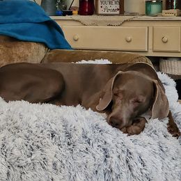 Rora - Weimaraner
