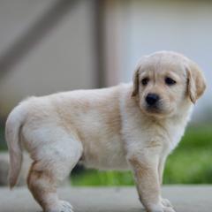 Labradoodle Puppies from Ohio heart labradoodles