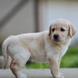 Labradoodle Puppies from Ohio heart labradoodles