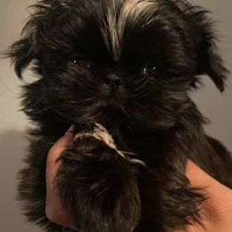 Shih Tzu Puppies from Ling Lings’ Shih Tzu