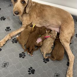 Blue Female - Apricot female Goldendoodle puppy in Great Falls, Montana from Montana Goldendoodles