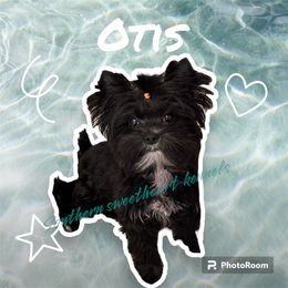 Otis - Yorkshire Terrier