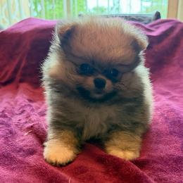 Titan - Orange sable male Pomeranian puppy in Waterloo, Indiana from Garcias Pomeranian