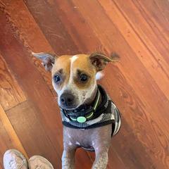 Cavalier King Charles Spaniel, Cocker Spaniel, and Xoloitzcuintli All Grown Up from Shasta Spots and Solids