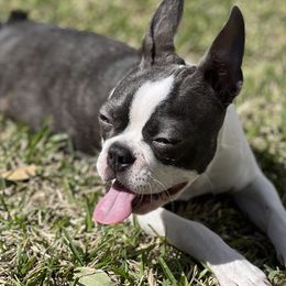 Boston Terriers and Great Danes from Boston’s With a Splash & Sapphire’s Royal Danes