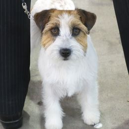 Alicia - Russell Terrier