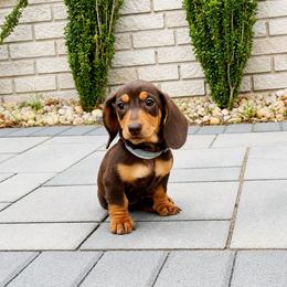 Archie - Chocolate and tan male Dachshund puppy in Boston, Massachusetts from London’s puppies