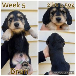 Bran - Black and cream male Dachshund puppy in Michigan from M.H.P Dachshunds