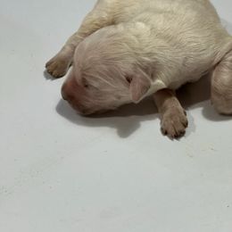 Bambi - Light golden Golden Retriever puppy in Selah, Washington from Porter's Puppies