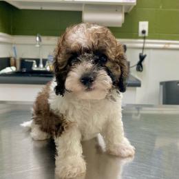 Sage - Parti male Poodle puppy in Alpine, Alabama from Alpine Acres Poodles