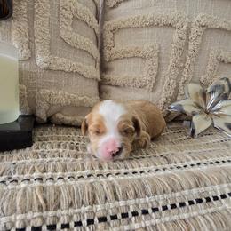 Benji - Red male Cavapoo puppy in Floyd, Virginia from Hearts and Paws Poodles and Doodles