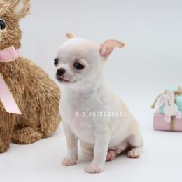 Boy 1 - Cream and white male Chihuahua puppy in Tulsa, Oklahoma from H-3 Chihuahuas