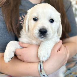 Tulip - Light golden female Golden Retriever puppy in Fresno, California from Warwick’s Central California Goldens
