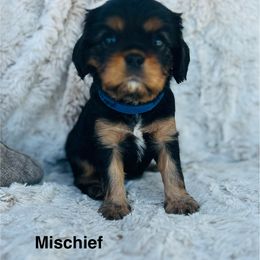 Mischief - Black and tan female Cavalier King Charles Spaniel puppy in Temecula, California from McKenna Cavaliers in Southern California