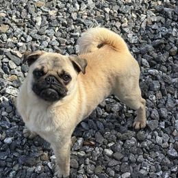 Pika - Pug
