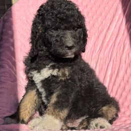 Gertrude - Black and white female Saint Berdoodle puppy in Beach, North Dakota from Badland St. Berdoodles LLC