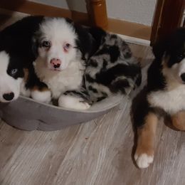 Black tri male - Black Toy Australian Shepherd puppy in Rochester, Minnesota from Aussies Done Wright