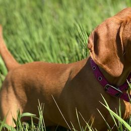 Vizslas from Wall Canyon Vizslas