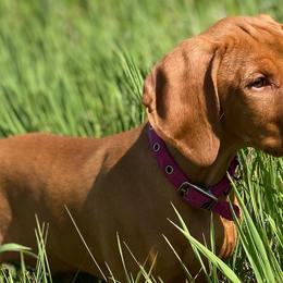 Vizslas from Wall Canyon Vizslas