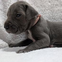 Rogue - Blue female Great Dane puppy in Bay City, Michigan from Monarch Danes
