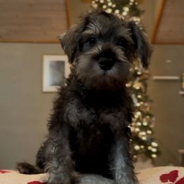 Woody - Black and silver male Miniature Schnauzer puppy in Akeley, Minnesota from Great Northern Schnauzers