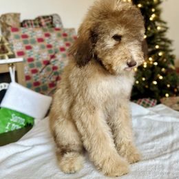 Zacian - Sable male Goldendoodle puppy in Twin Falls, Idaho from Burrow & Bone