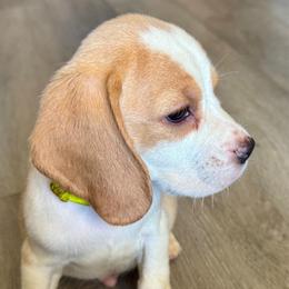 Apple Jack - Red and white male Beagle puppy in Viper, Kentucky from Mountain Top