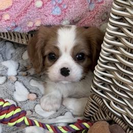 Cavalier King Charles Spaniel Puppies from Hill country cavaliers