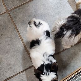 Biewer Terrier Puppies from Bibeau's Biewer Terriers