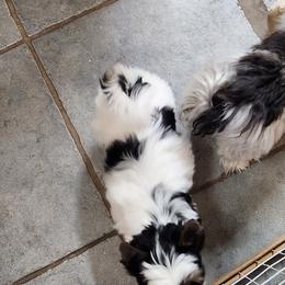 Biewer Terrier Puppies from Bibeau's Biewer Terriers